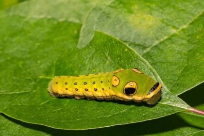 Vrhajících otakárek Caterpillar (Papilio troilus troilus) — Stock obrázek