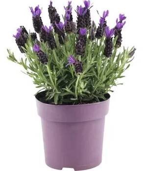 Levandule smilovitá FloraSelf Lavandula stoechas 'Anouk Premium Star' 20-25 cm květináč Ø 15 cm