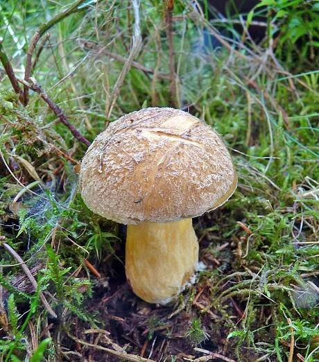 klouzek strakoš – Suillus variegatus, Nymbursko - foto: Petr Mikuš