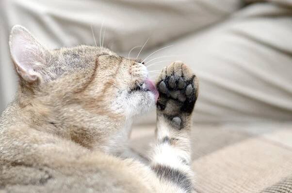 Gato con dermatitis siendo tratado