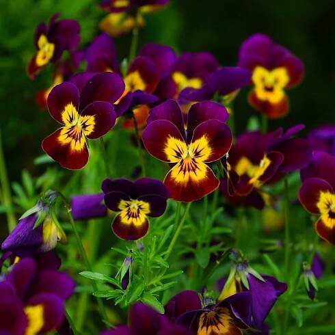 Semena violky – Violka rohatá Ruby Gold – Viola cornuta