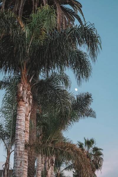 Palm Tree Sunset / Abbott Kinney / Nature Photography / Venice Beach Travel / Kelly Fiance Creative