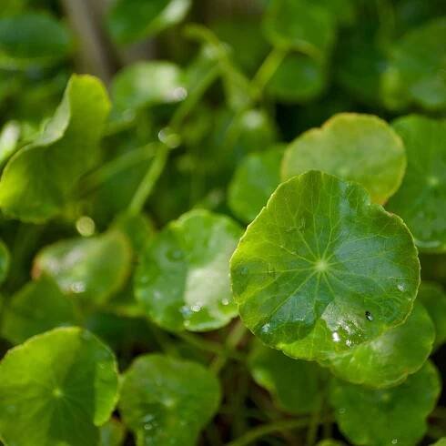Gotu Kola – Pupočník ázijský – Centella asiatica – semená