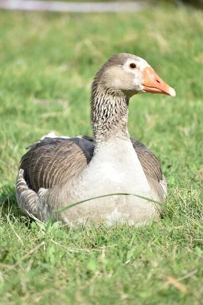 bezplatná Základová fotografie zdarma na téma Afrika, anatidae, anser anser Základová fotografie