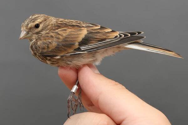 Konopka obecná (Carduelis cannabina) - Linnet