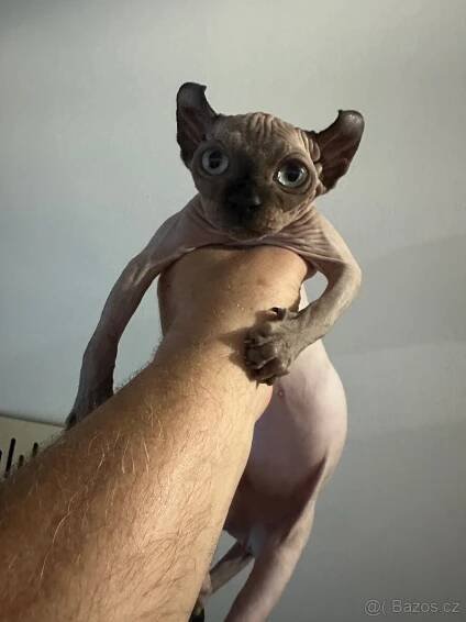 Koťata Sphynx-Elf-Strike