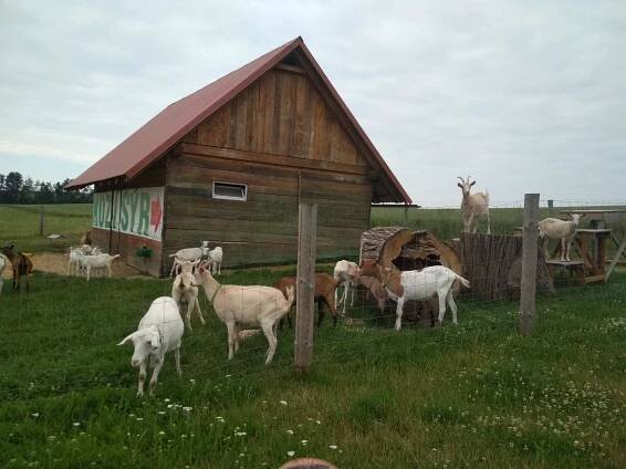 Výlet vláčkem- kozí farma a zrcadlové bludiště v Uválně :) | Mateřská škola Holasovice