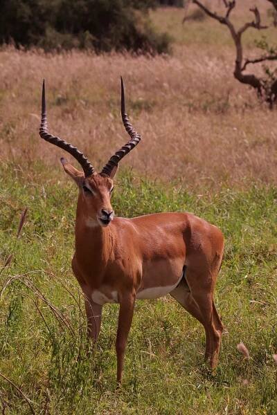 Afrika, Impala, Antilopa, Divoká Zvěř