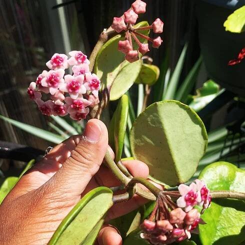 What are the benefits of hoya obovata?