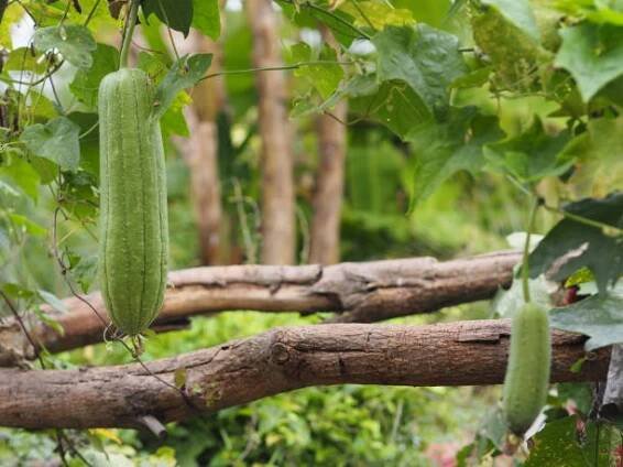 luffa acutangular, cucurbitaceae zelená zelenina čerstvá v zahradě na pozadí přírody - luffa gourd - stock snímky, obrázky a fotky