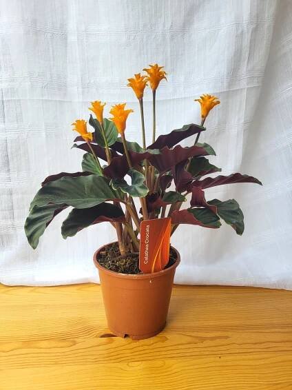 Calathea crocata Tassmania / Indoor plant / Houseplants