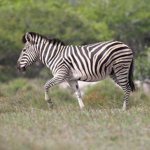 zebra