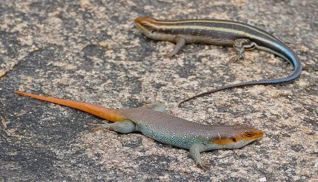 Trachylepis margaritifera