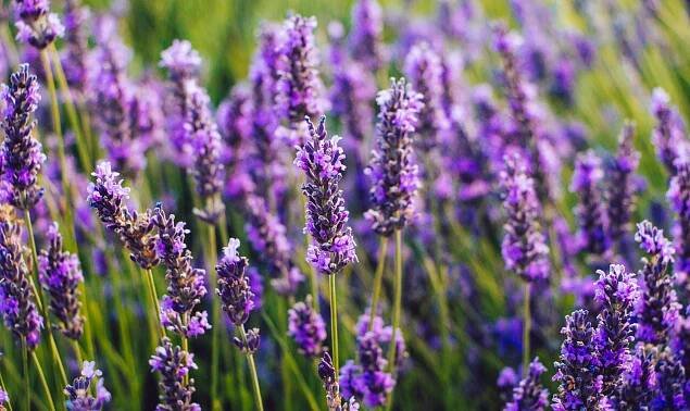Lavendel