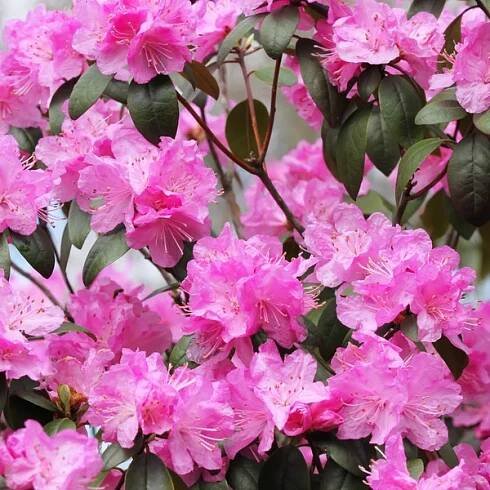 Růžový rododendron květiny, kvetoucí azalky, pozadí — Stock obrázek