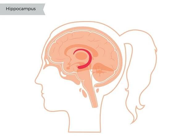 Hippocampus in woman head(Pikovit)s