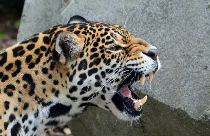 File:Jaguar femelle.jpg - Wikimedia Commons