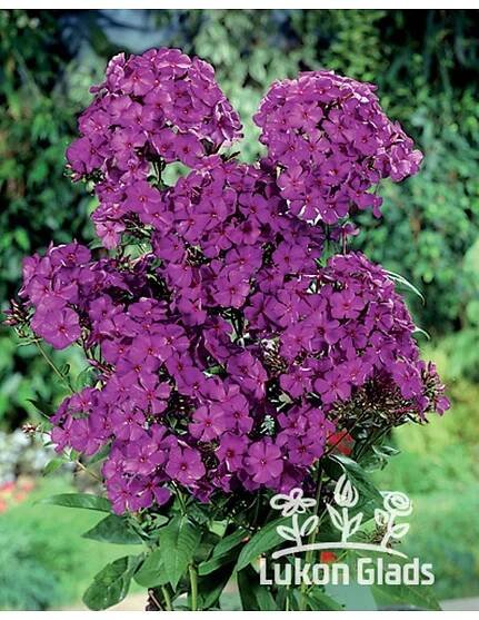 Phlox paniculata NICKY - plamenka latnatá, flox - Lukon Glads s.r.o.