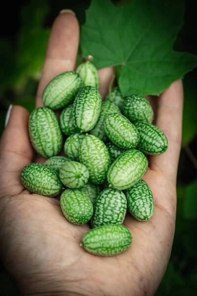 melothria scabra. americká okurka - melothria scabra - stock snímky, obrázky a fotky