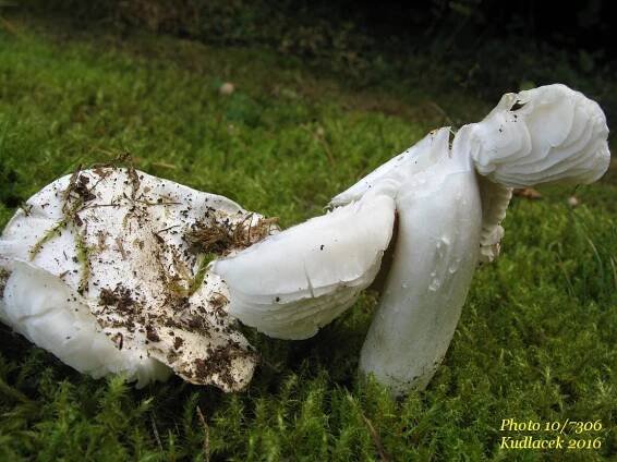 Čirůvka holubičí - Tricholoma columbetta - Kudluv fotoatlas hub