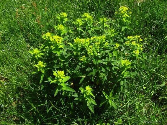 Pryšec kosmatý (Euphorbia illirica)