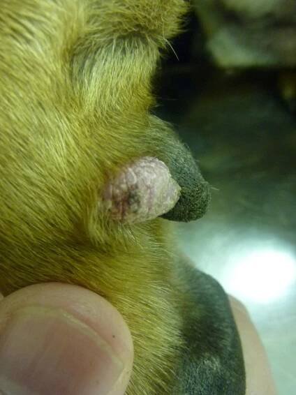 rychle rostoucí neoplazie kůže tlapky | Veterinární klinika – Vet Goby s.r.o.