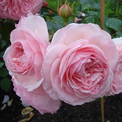 Floribunda rose Maria Theresia (Maria Theresa): popis a fotografie, recenze