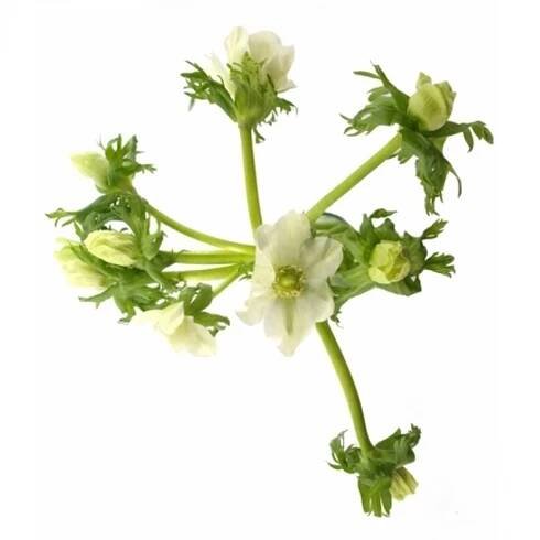ANEMONE CORONARIA GALIL WHITE 30cm