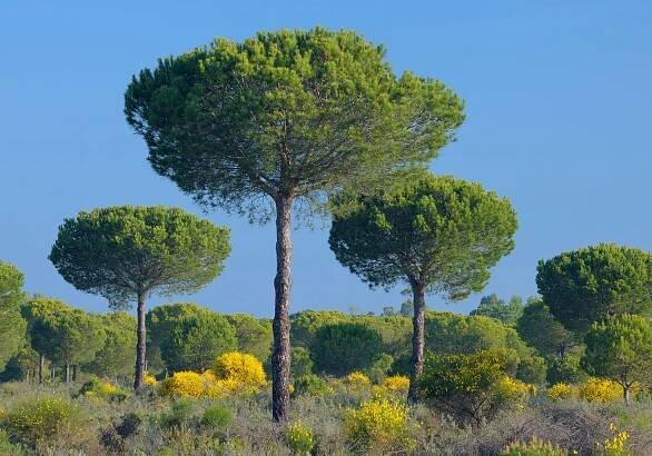 Pine