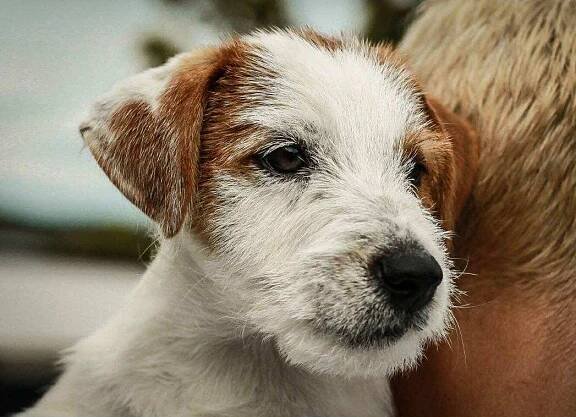 Jack Russell Terier s PP