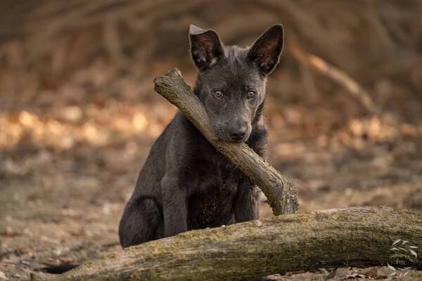 Australská kelpie štěňátko Argo fotografka peta