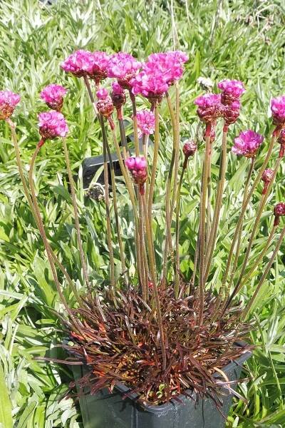 Armeria maritima " Vesuv " - trávnička přímořská Zahradnictví Krulichovi - zahradnictví, květinářství, trvalky, skalničky