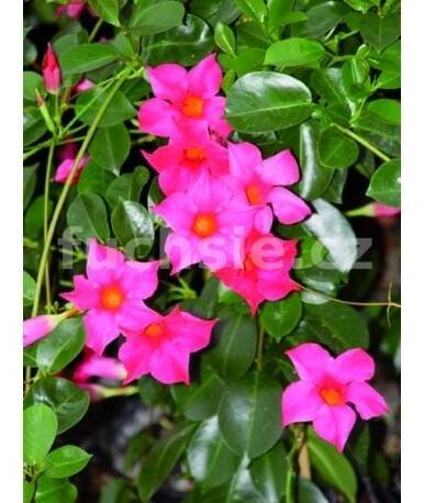 Mandevilla Sanderi)- sytě růžová