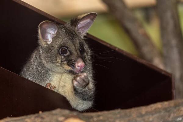 V Zoo Brno se narodil roztomilý vačnatec původem z Austrálie