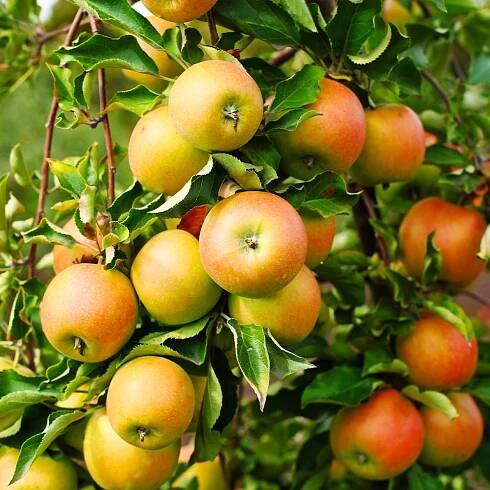 A square image of a 'Jonagold' loaded with fruit ready for harvest.