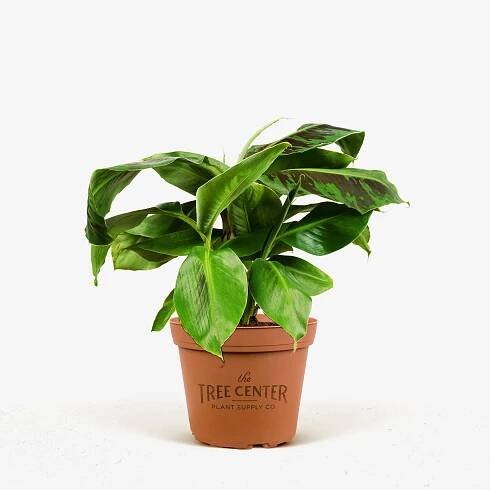 Dwarf Cavendish Banana Tree