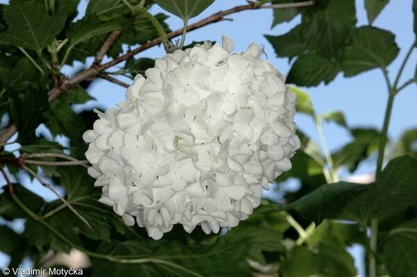 fotografický klíč k určování cévnatých rostlin :: BOTANICKÁ FOTOGALERIE