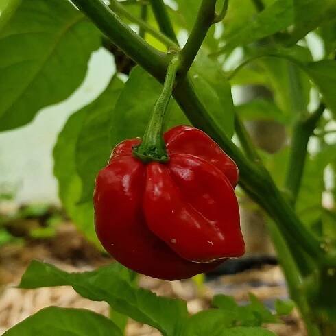 Antillais Caribbean Habanero 1 Litre Pot Plant