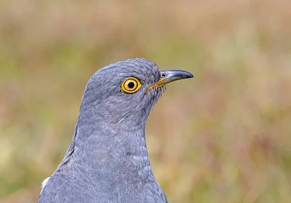Soubor:Cuckoo Close-up (51162631182)-cropped.jpg – Wikipedie