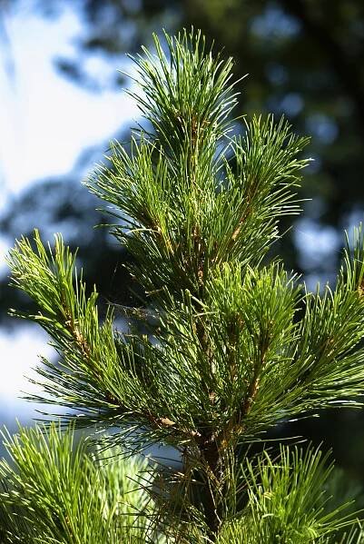 Borovice sibiřská (Pinus sibirica), jehlice