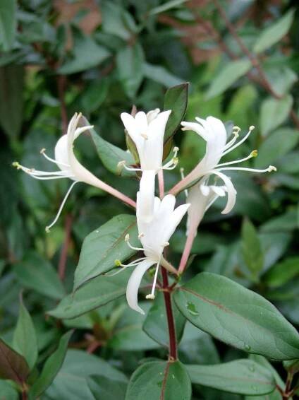 Lonicera heckrottii Goldflame Japanese honeysuckle