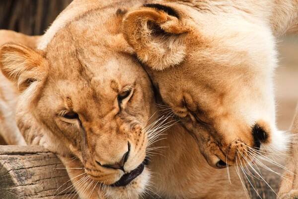 Wild, lvi, volně žijící zvířata, Afrika, zvířata, velká kočka
