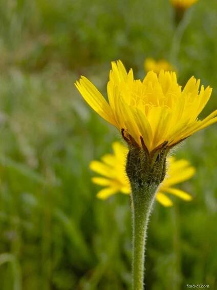 Máchelka srstnatá (Leontodon hispidus)