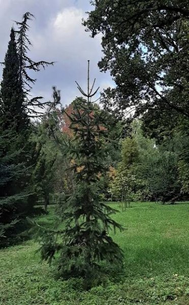 Abies gamblei