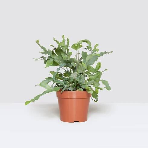 Phlebodium aureum