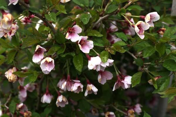 Slivoň vyříznutá 'Kojou-no-mai' - Prunus incisa Kojou-no-mai