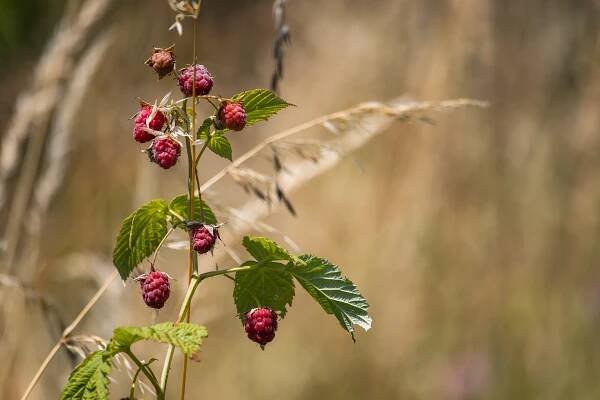 Malina Malinový Keř - Fotografie zdarma na Pixabay