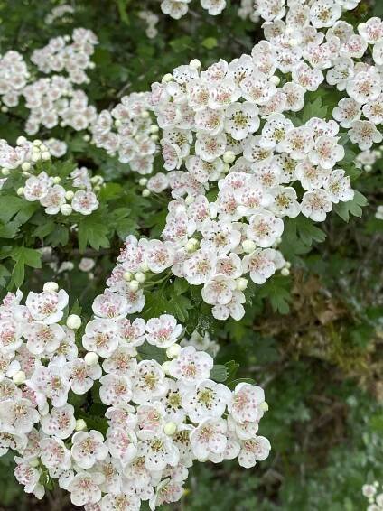 Hawthorn Elixir | Heart Health