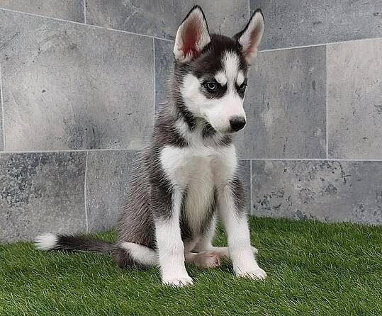 Sibiřský husky s PP