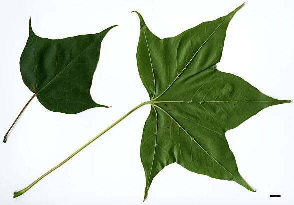 Acer Species Vegetative Scans - Maple Society